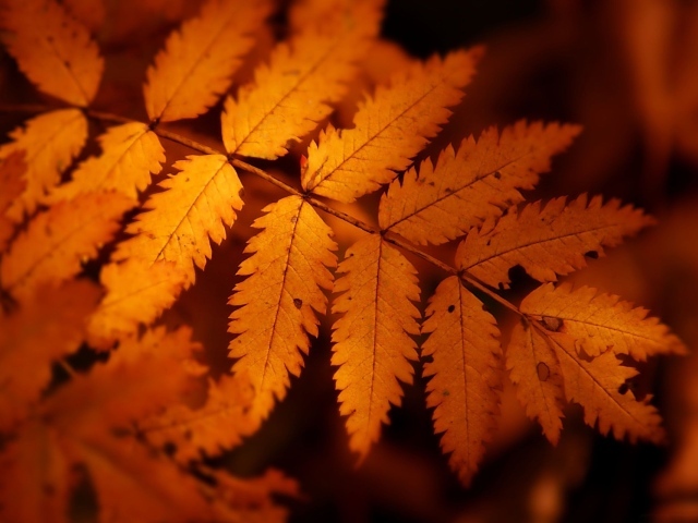 orange leaves of the autumn wallpapers and images - wallpapers ...