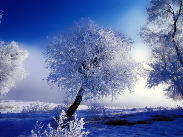 Снежные кружева на деревьях