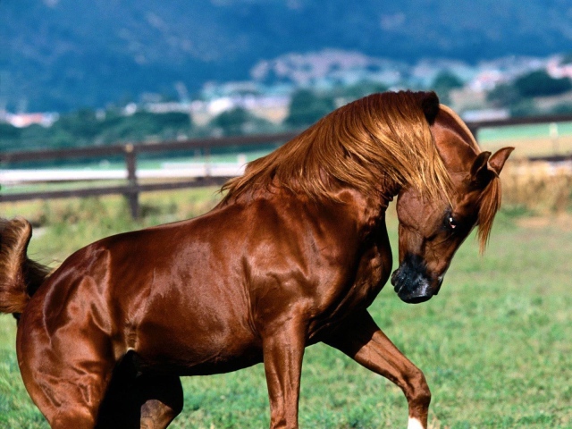 The Brown Horse Wallpapers And Images Wallpapers Pictures Photos