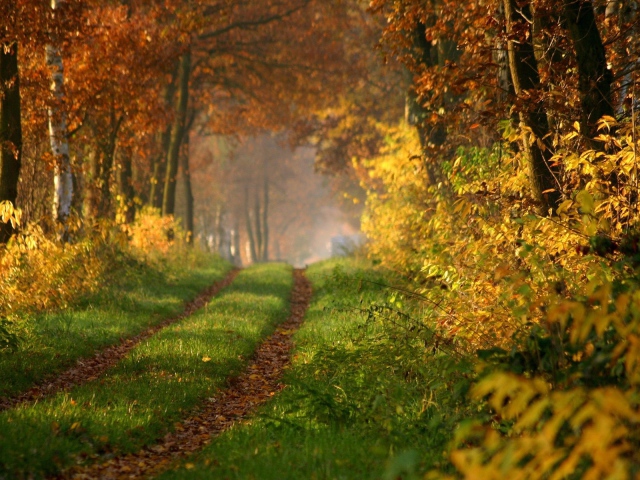 2013Nature___Seasons___Autumn_Overgrown_path_in_the_forest_044005_29.jpg