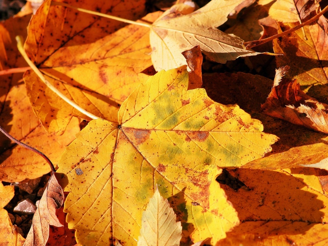 2013Nature___Seasons___Autumn_autumn_lea