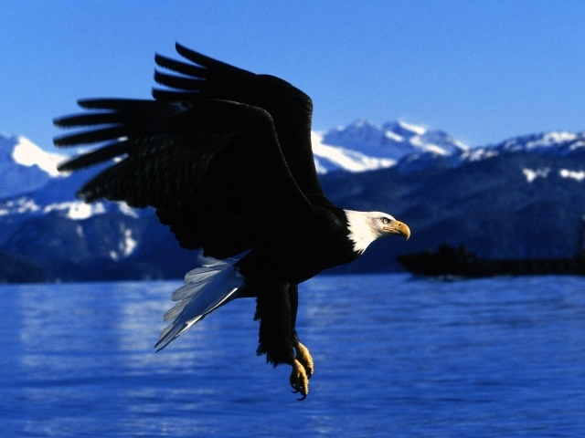 Полет орла на Аляске