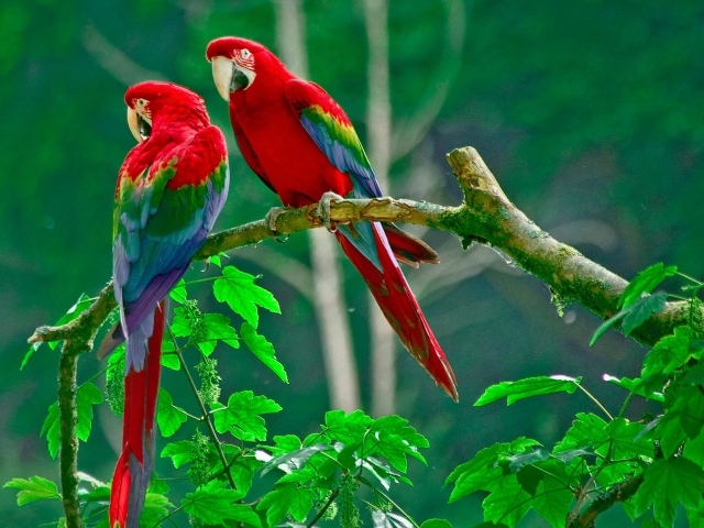 Рай для попугаев 