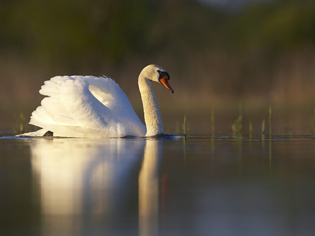 	   One white Swan