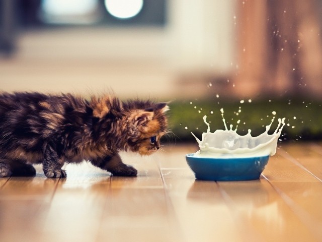 Kitten and splashes of milk