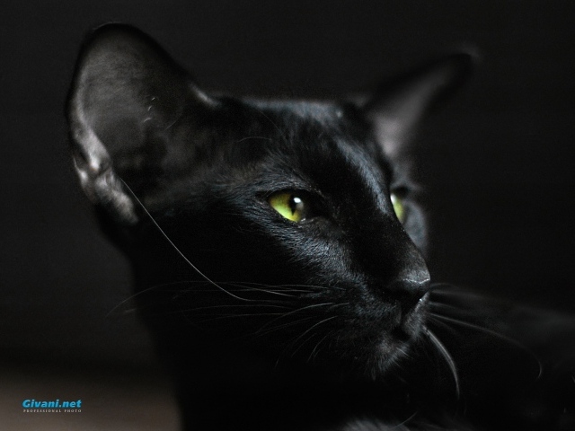 Взгляд ориентальной короткошерстной кошки