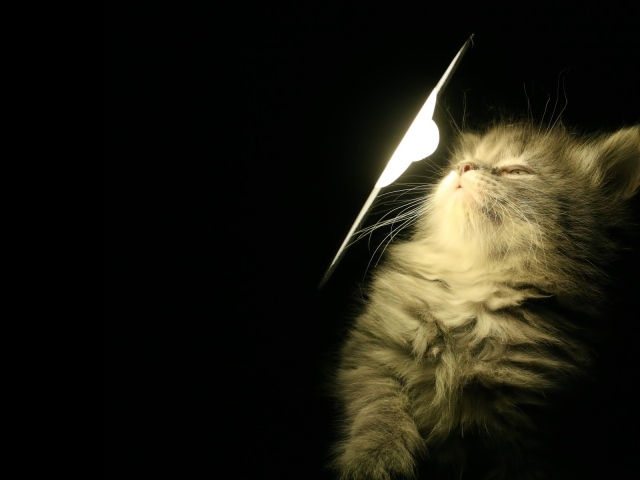 Котенок у лампы
