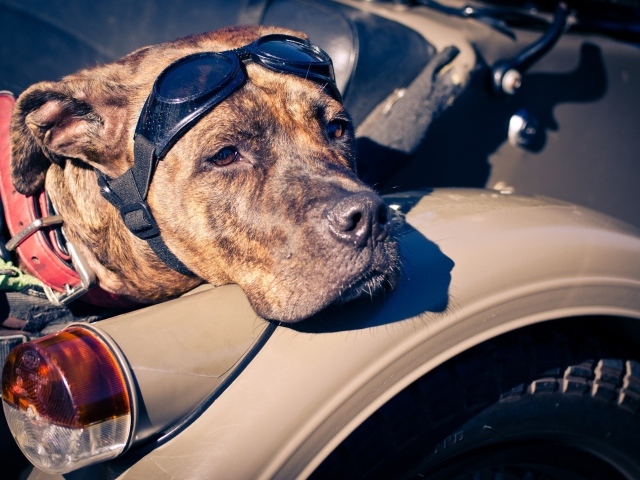 Американский стаффордширский терьер в мотоцикле