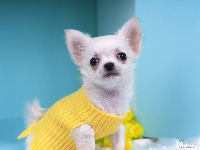 Chihuahua in a yellow sweater