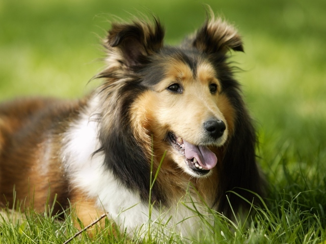 Collie lying on the grass