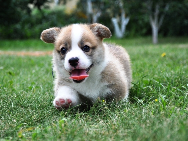 Corgi puppy velsh runs through the grass