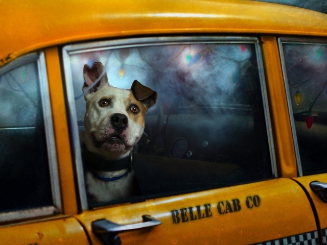 https://www.zastavki.com/pictures/640x480/2014/Animals___Dogs_Dog_in_a_taxi_081079_29.jpg