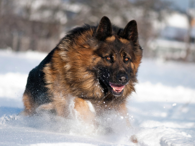 German shepherd running in the snow