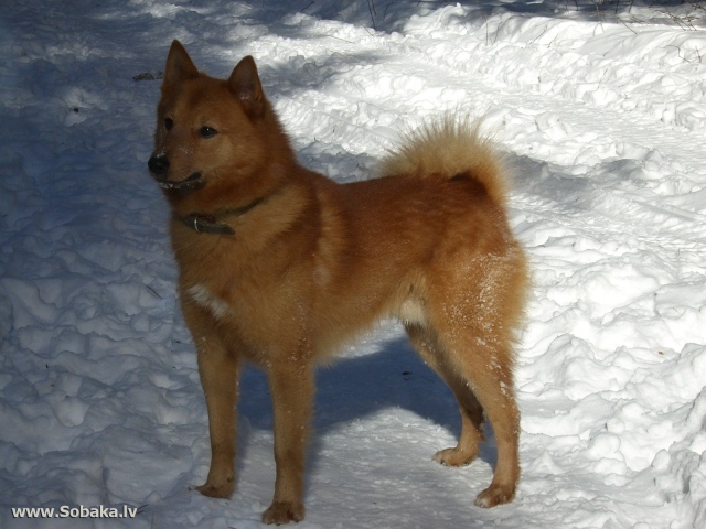 Карело-финская лайка на снегу