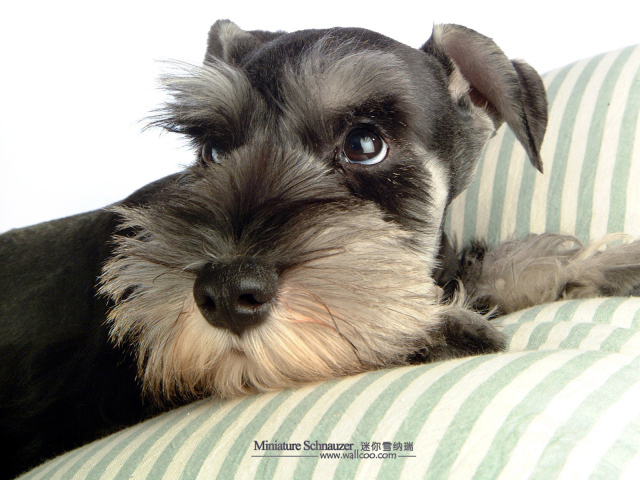 Schnauzer lying on a feather bed