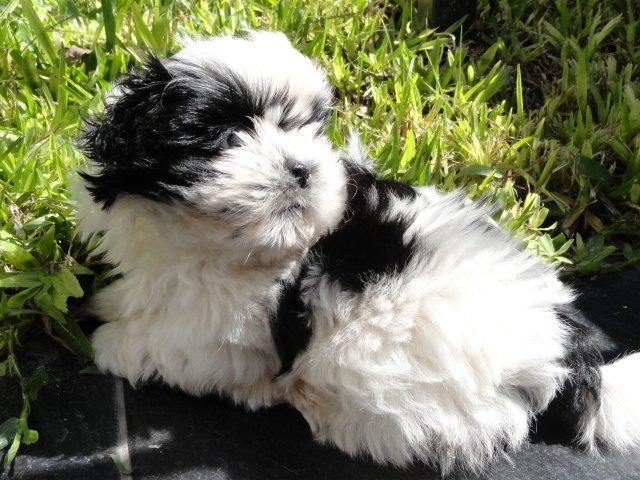 Shih tzu puppy on grass