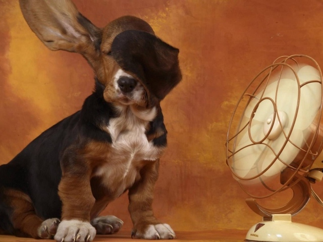 Spaniel dog with fan