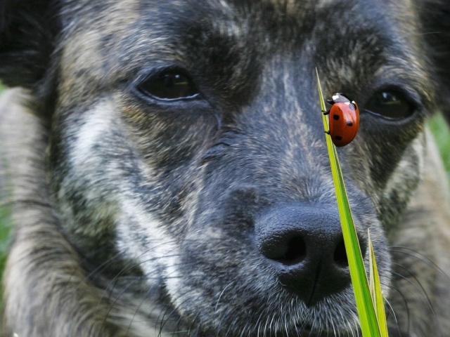 The dog looks at a Ladybird
