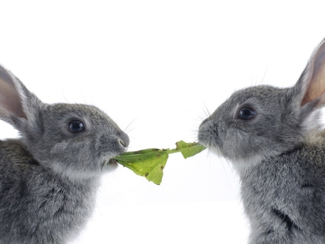 Rabbits are eating cabbage
