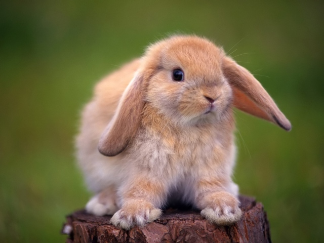 Декоративный кролик
