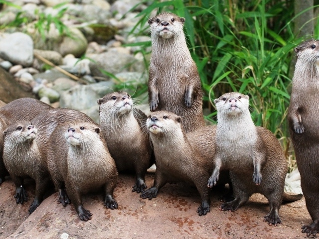 The family of otters
