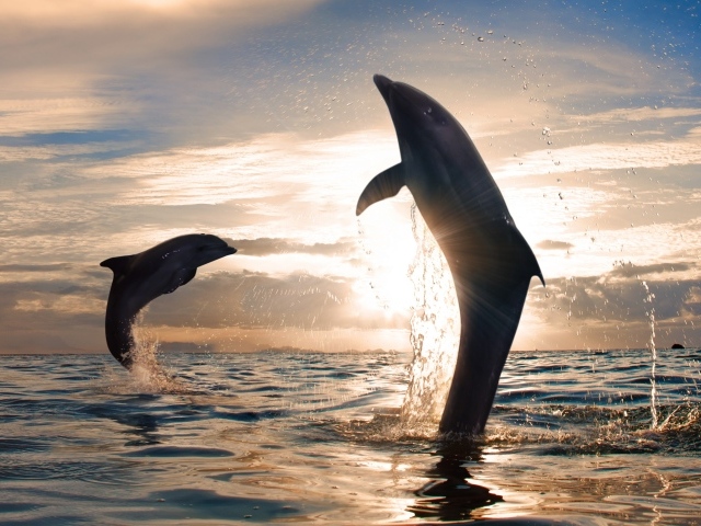 Dolphins playing in the sea
