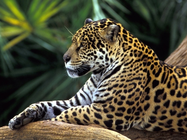 Jaguar in amazon rainforest