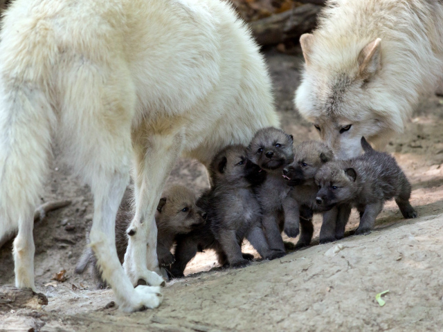 	   The offspring of wolves