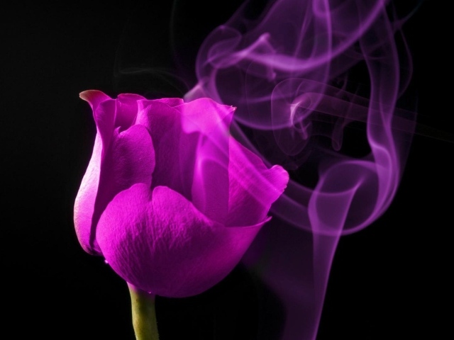 Молодая фиолетовая роза на чёрном фоне