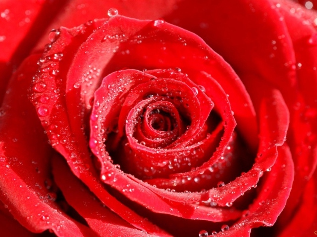 Роса на розе в День Святого Валентина