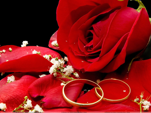 Red rose and wedding rings on a black background Desktop wallpapers 640x480