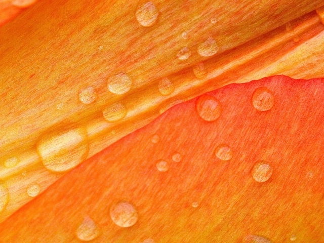Drops on flower petals