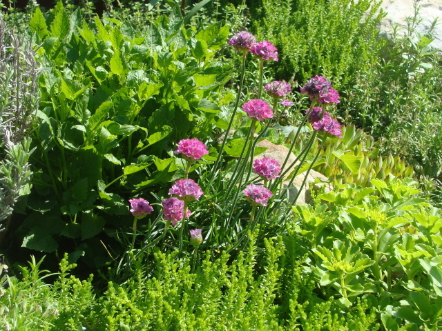 Садовые цветы армерия на дачном участке
