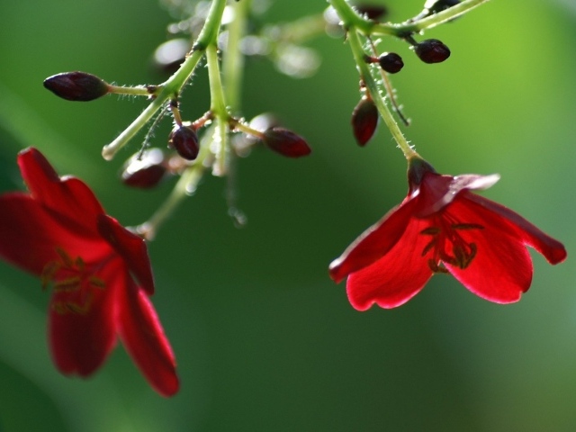 http://www.zastavki.com/pictures/640x480/2014/Nature___Flowers_Red_flowers_and_flower_buds_on_a_branch_055743_29.jpg