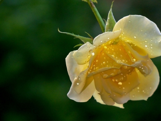 Wet yellow rose on a green background