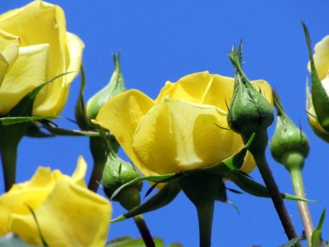Yellow roses on sky background