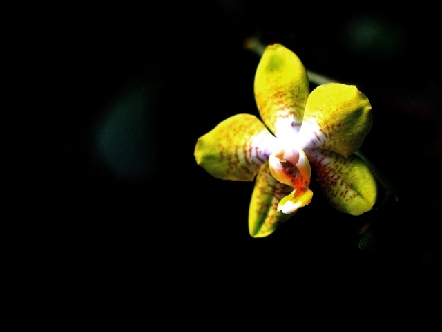 	   Yellow Orchid on a black background