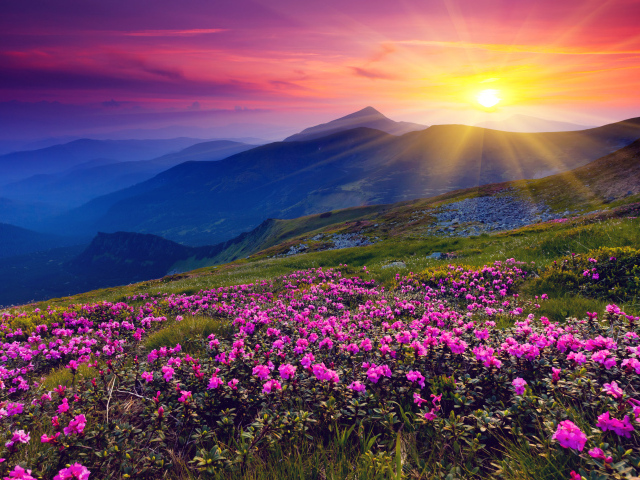 Цветы в горах на рассвете