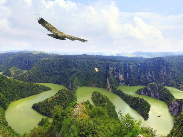 	   The eagle flying over the river