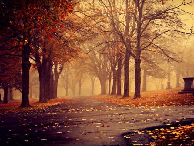 Fog in the autumn Park