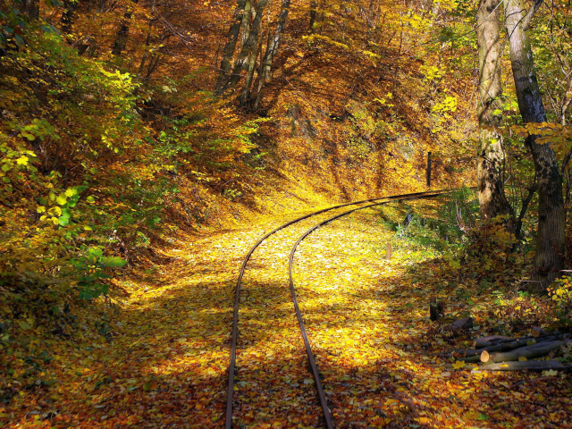 	   Railroad in the forest