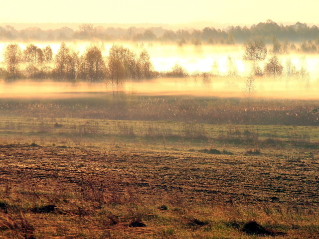 Туманное утро в весеннем поле