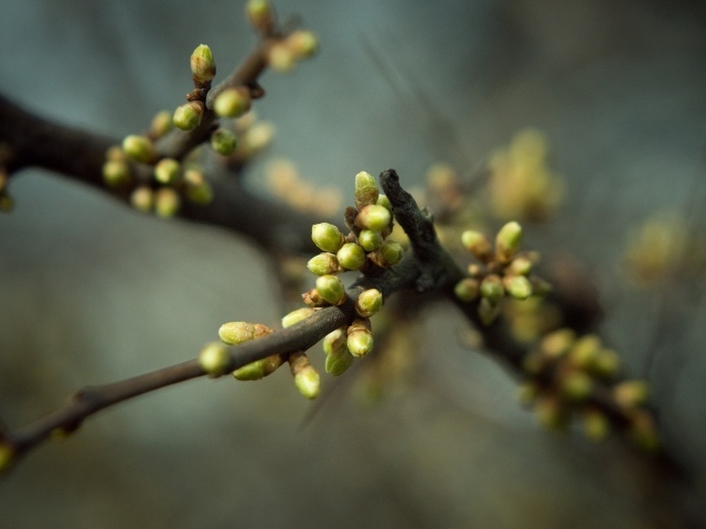 Spring buds on a branch