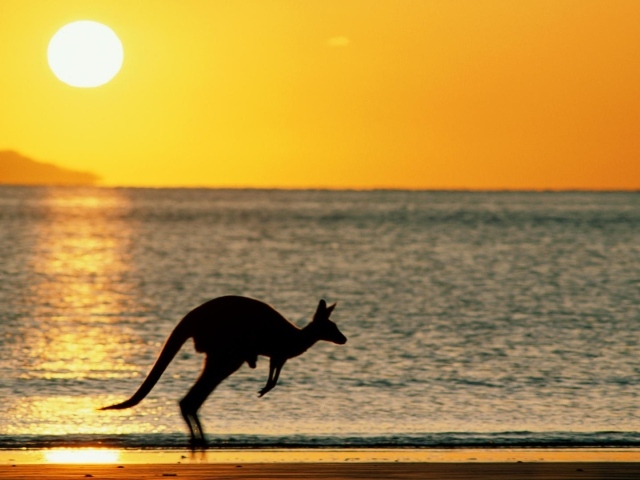 Закат с кенгуру