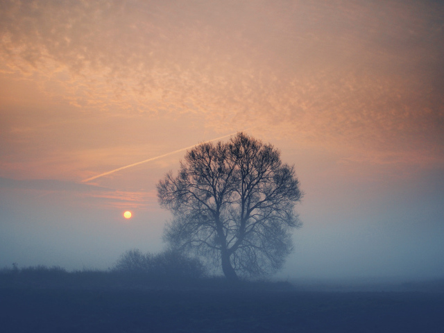 The tree in the fog