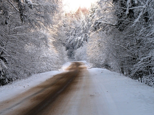 Дорога в заснеженном зимнем лесу
