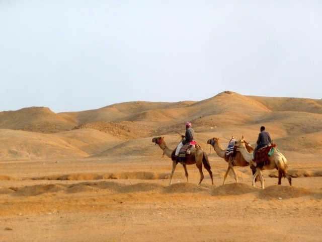 Прогулка на верблюде на курорте Эль Кусейр, Египет