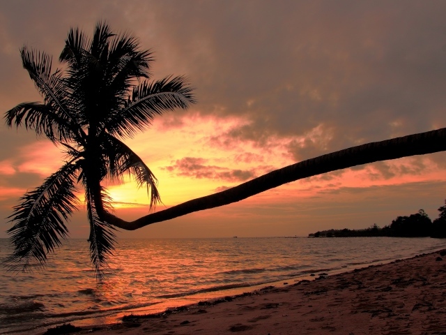 Пальма на пляже на острове Панган, Таиланд