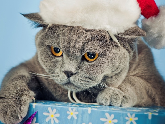 	   Cat in a Christmas hat