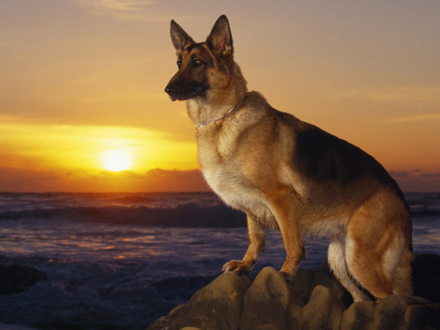 2014Animals___Dogs_German_Shepherd_dog_at_sunset_084122_29.jpg